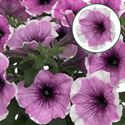 Bild von Petunia P12 Lavender Blush